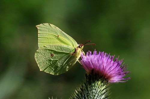 Prächtiger Zitronenfalter