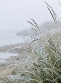 Scandi Living: Frostiges Dünengras am Strand