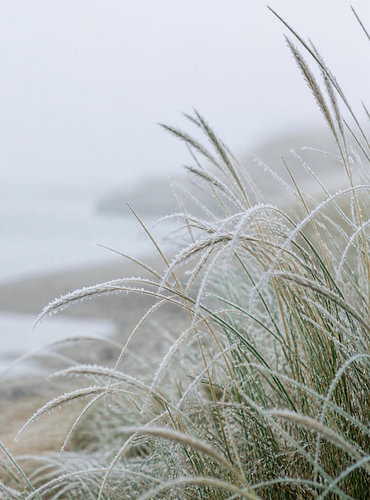 Scandi Living: Frostiges Dünengras am Strand