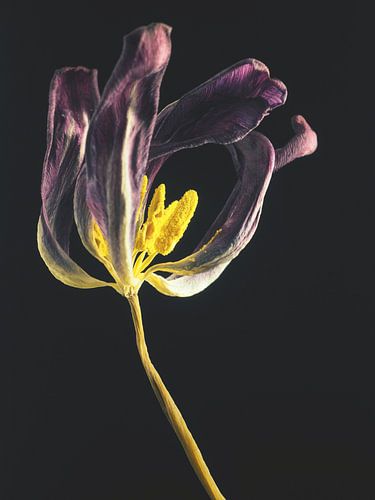 Verdorde 3