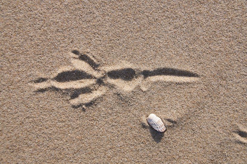 Vogelpoot afdruk in het zandstrand van Ad Jekel