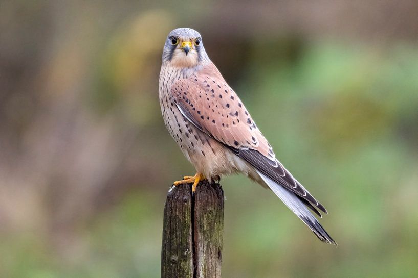 Kestrel male by Merijn Loch
