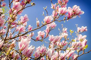 Magnolie