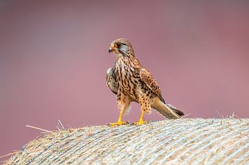 jeune faucon crécerelle sur Mario Plechaty Photography