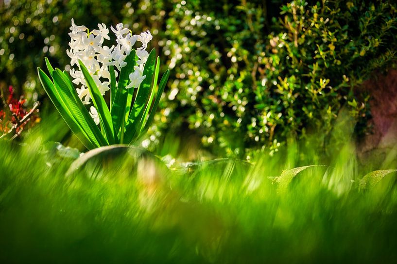 Der Frühling kommt von Foto Oger