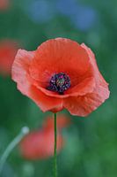 Poppy