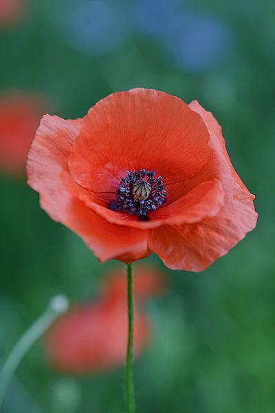 Poppy by Esther van Dijk