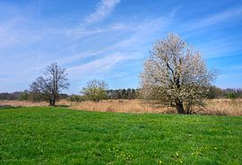 Frühlingslandschaft mit einem blühenden Baum von ManfredFotos