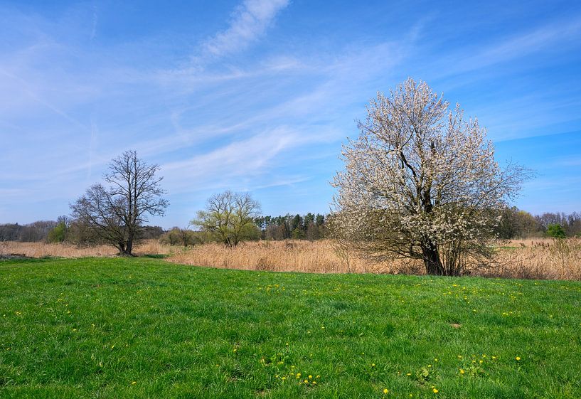 Frühlingslandschaft mit einem blühenden Baum von ManfredFotos
