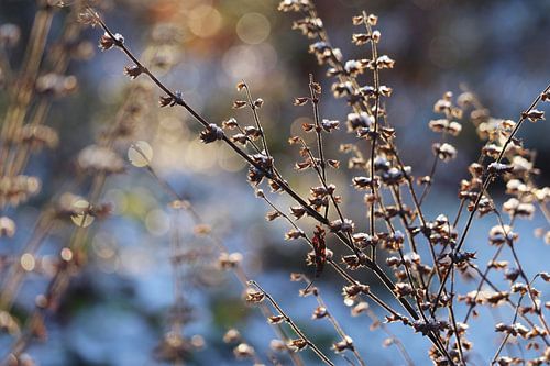 Magisch licht Winter in de tuin