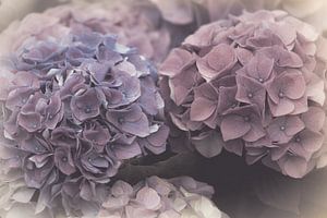 Hortensia 