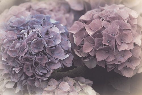Hydrangea