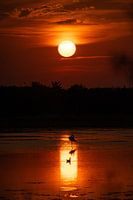 Coucher de soleil enchanteur avec flamant II (aux Pays-Bas !)