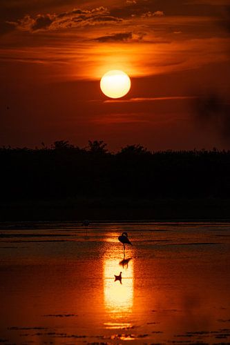 Enchanting sunset with flamingo II (in the Netherlands!)