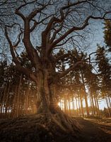 Old beech