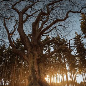 Old beech by Peter Grannetia