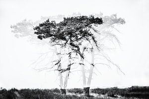 abstrakter Baum von Ingrid Van Damme fotografie