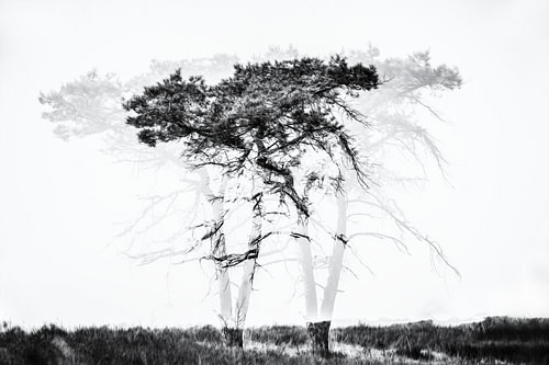 abstract tree