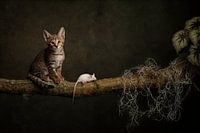 cat and mouse