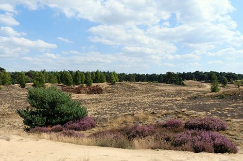 Wekeromse Zand, Gelderland