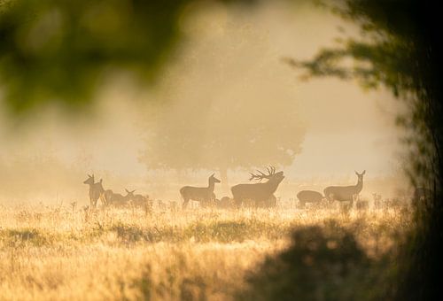 Rotwildrudel in der Brunftzeit