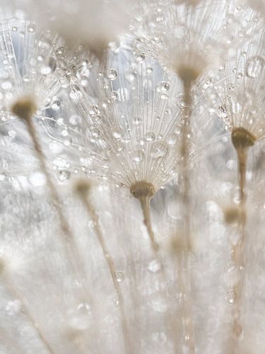 De witte pluisjes van een pluizenbol met druppeltjes van onderaf