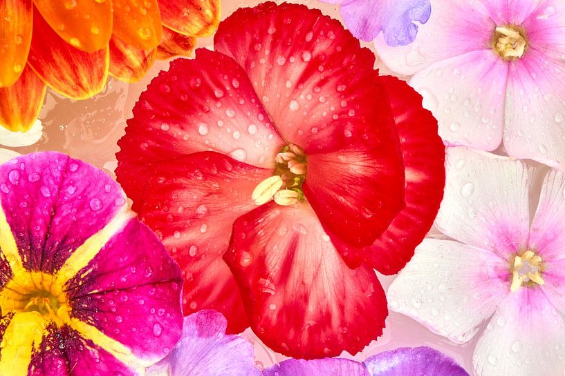 &quot;Frozen flowers, from the series of frozen summer bloomers&quot; by Jenco van Zalk