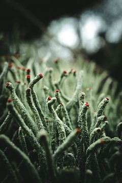 Lucifer moss in close-up by Jan Eltink