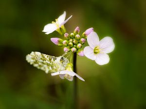 Pinksterbloem met vlinder. van Lex Schulte