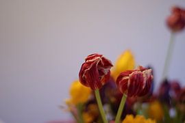 Flowers by Pieter Boogaard