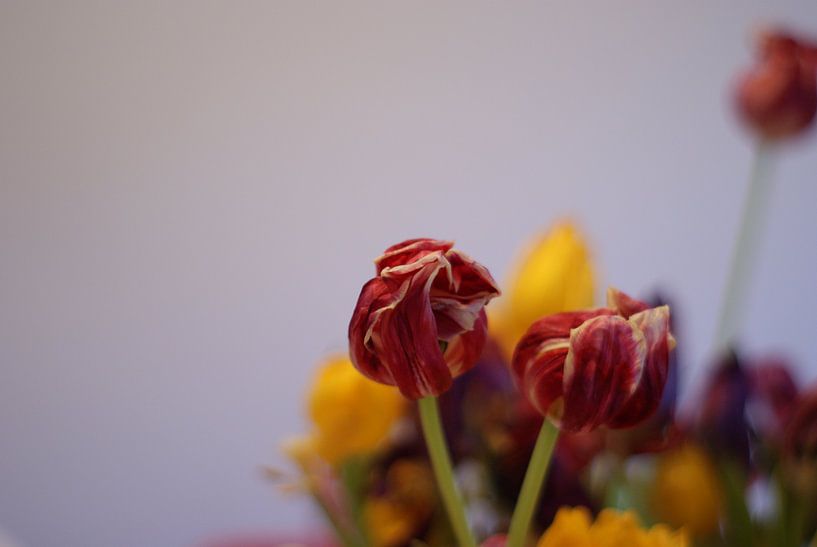Flowers by Pieter Boogaard