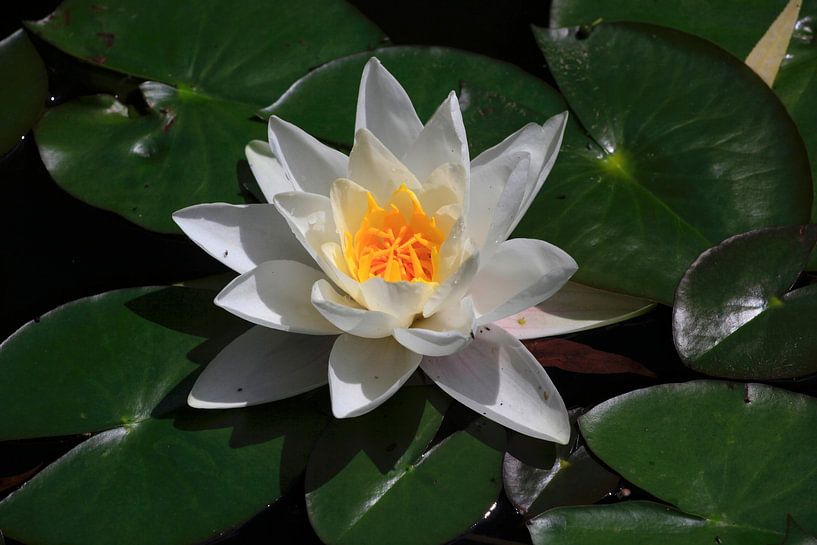 Schönheit von Thomas Jäger