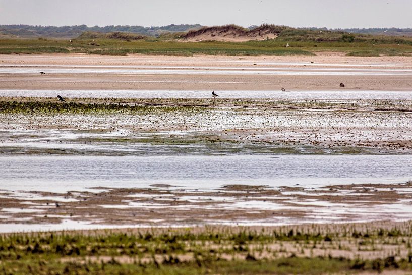 Natuurgebied de Slufter op het eiland Texel van Rob Boon