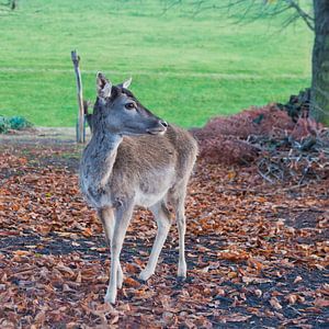 Damhirsch