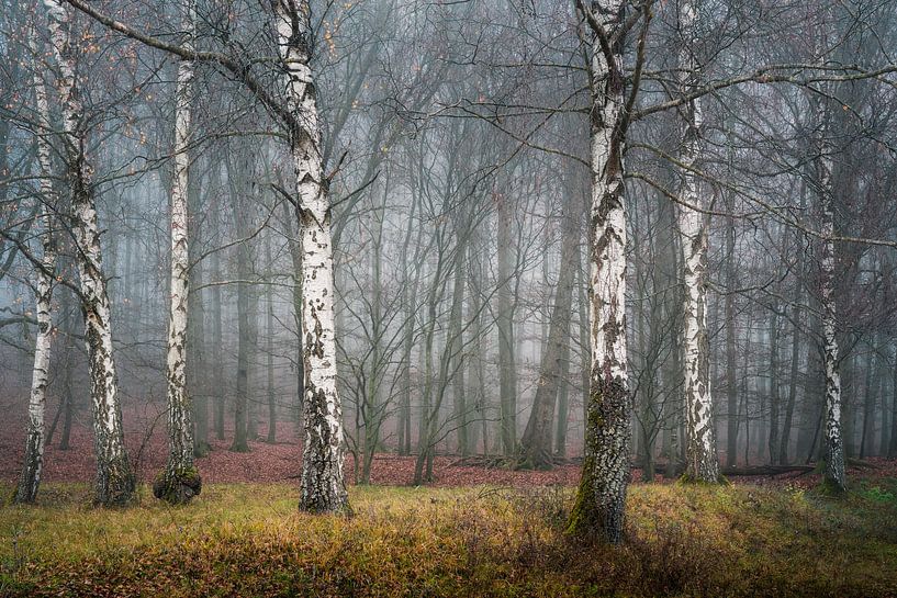 Silence dans la forêt de bouleaux par Olaf Karwisch