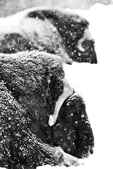 Mächtige gehörnte Köpfe von zwei Moschusochsen in Großaufnahme. Dunkler, schwarzer HintergrundDiscol