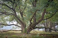 Strubben kniphorstbos