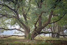 Strubs kniphorst forest by Peter Smeekens
