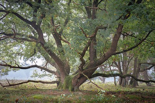 Strubben kniphorstbos