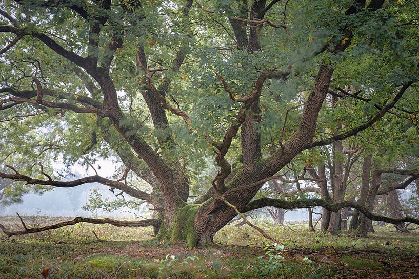 Forêt de kniphorst Strubs par Peter Smeekens