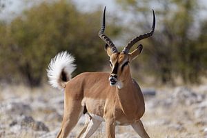 Impala - Etosha National Park by Eddy Kuipers