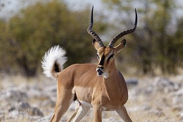 Impala - Etosha National Park van Eddy Kuipers