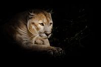 Een trotse mooie roofkat zit in de duisternis. kat in het nachtbos, zwarte achtergrond. Puma (poema)