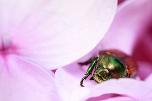 Coccinelle sur fleur violette