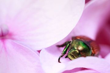 Coccinelle sur fleur violette sur Luis Boullosa