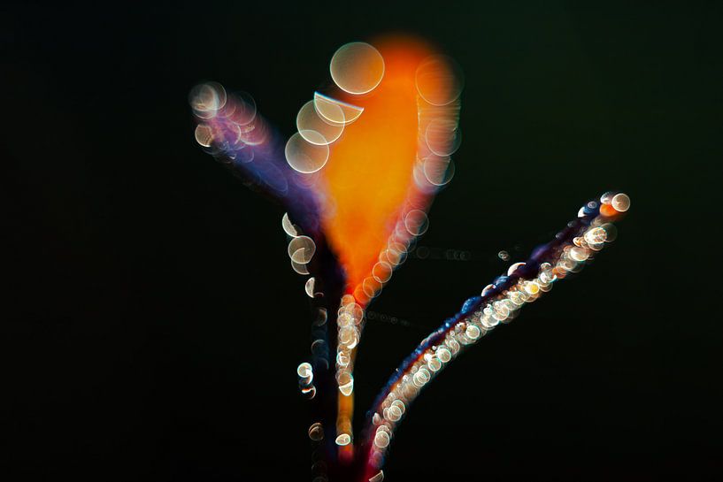 In the forest, abstract by Yanuschka | Fotografie Noordwijk