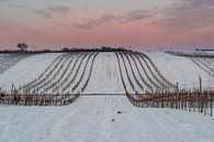 Wijngaard in de winter bij schemering van Alexander Kiessling thumbnail