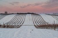 Vignoble en hiver au crépuscule