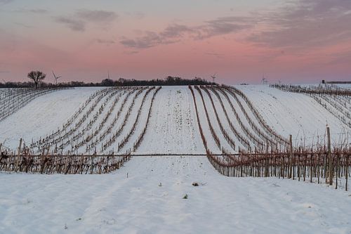 Wijngaard in de winter bij schemering