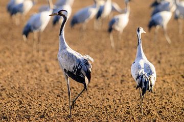 Kraanvogels rusten en eten in een veld tijdens de herfstmigratie van Sjoerd van der Wal Fotografie